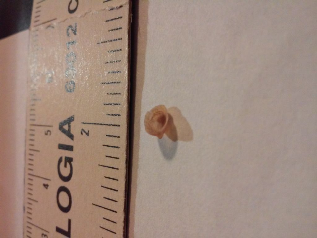 aiuto: che specie �?